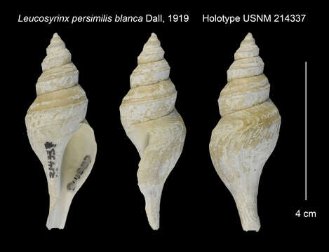 Image of Aforia persimilis blanca (Dall 1919)