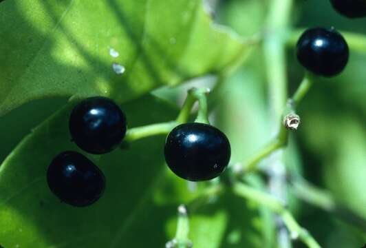 Imagem de Cissus sicyoides