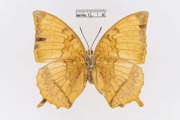 Imagem de Charaxes marmax Westwood 1848