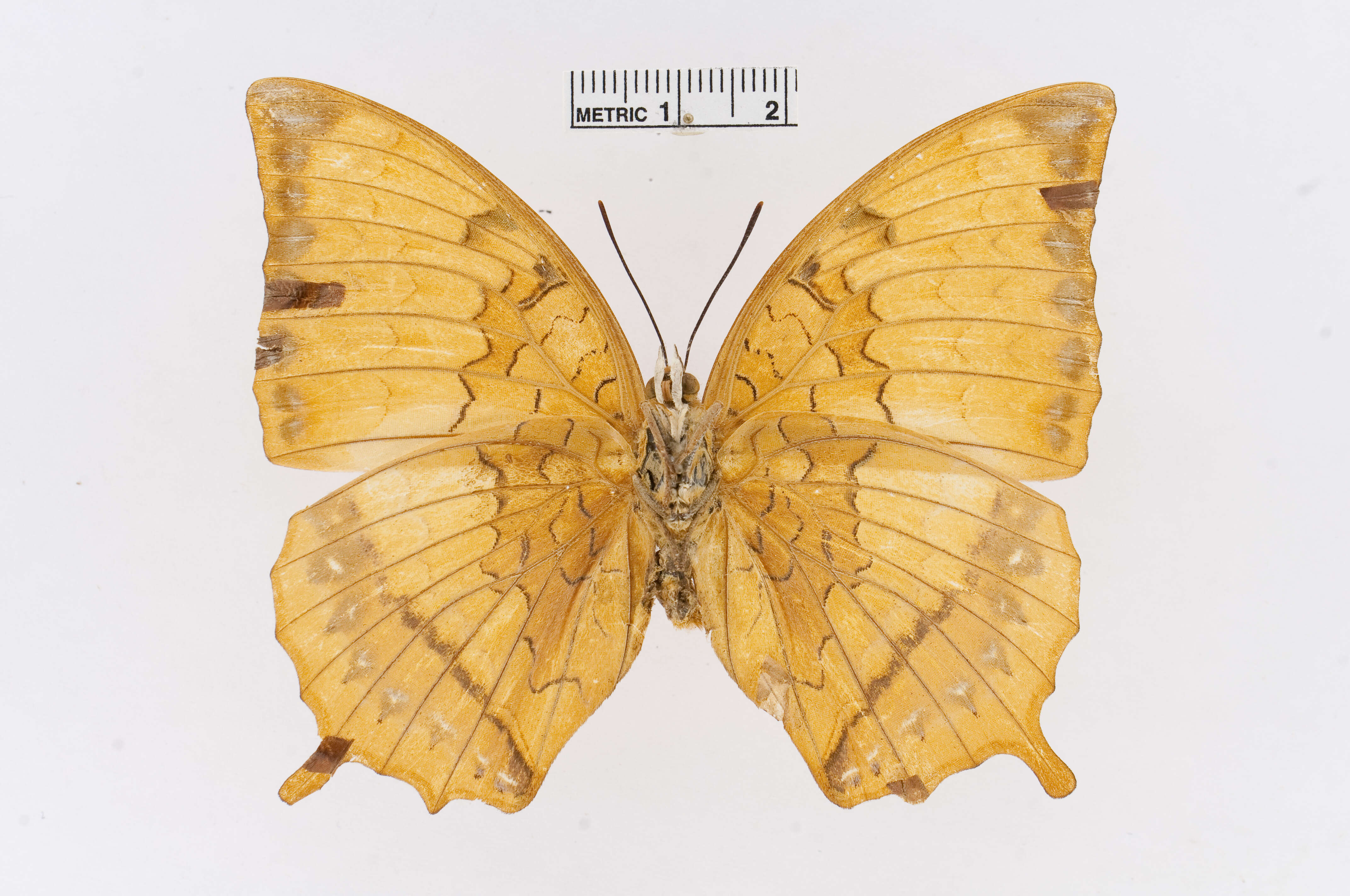 Imagem de Charaxes marmax Westwood 1848