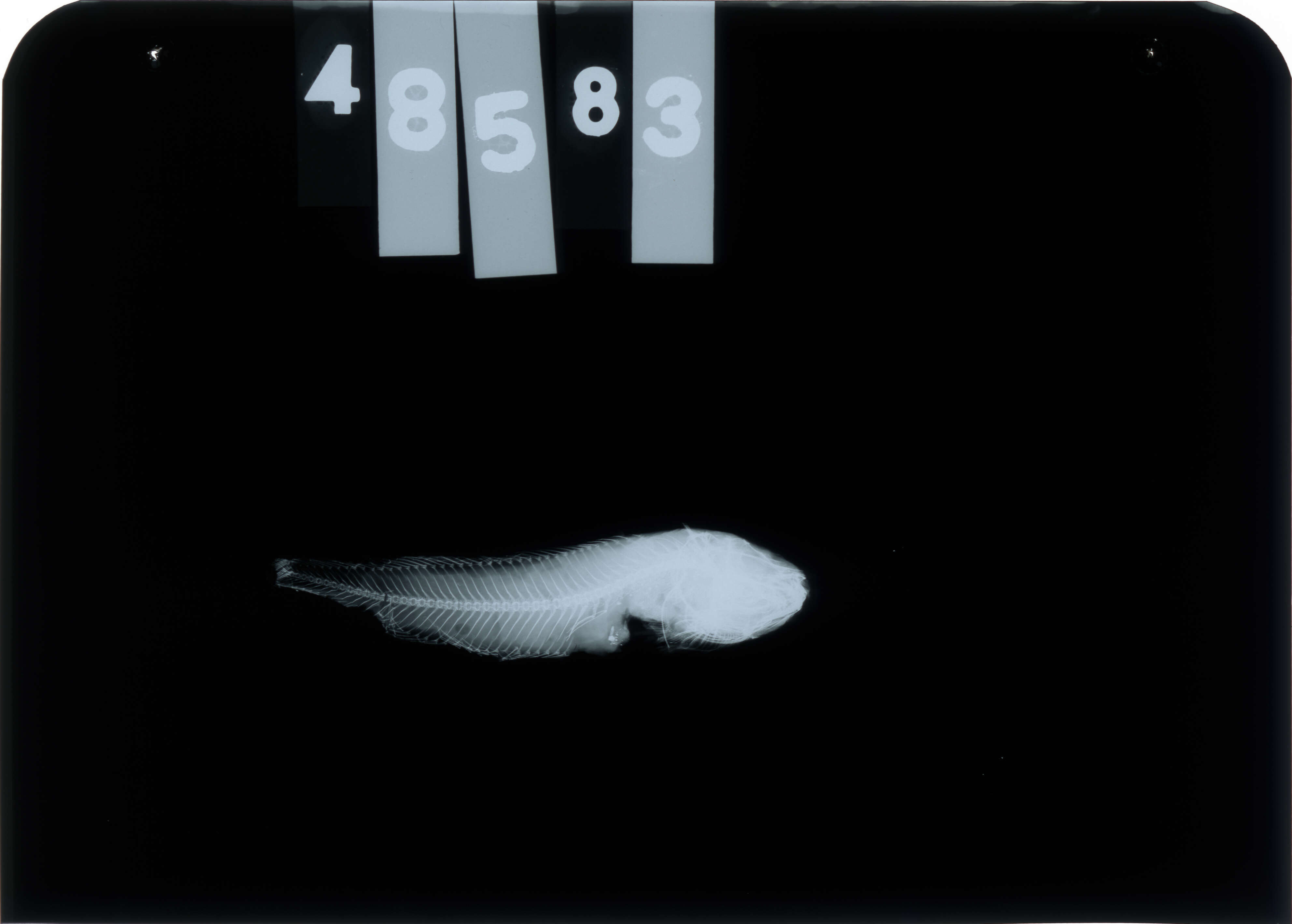 Image of Bristol snailfish