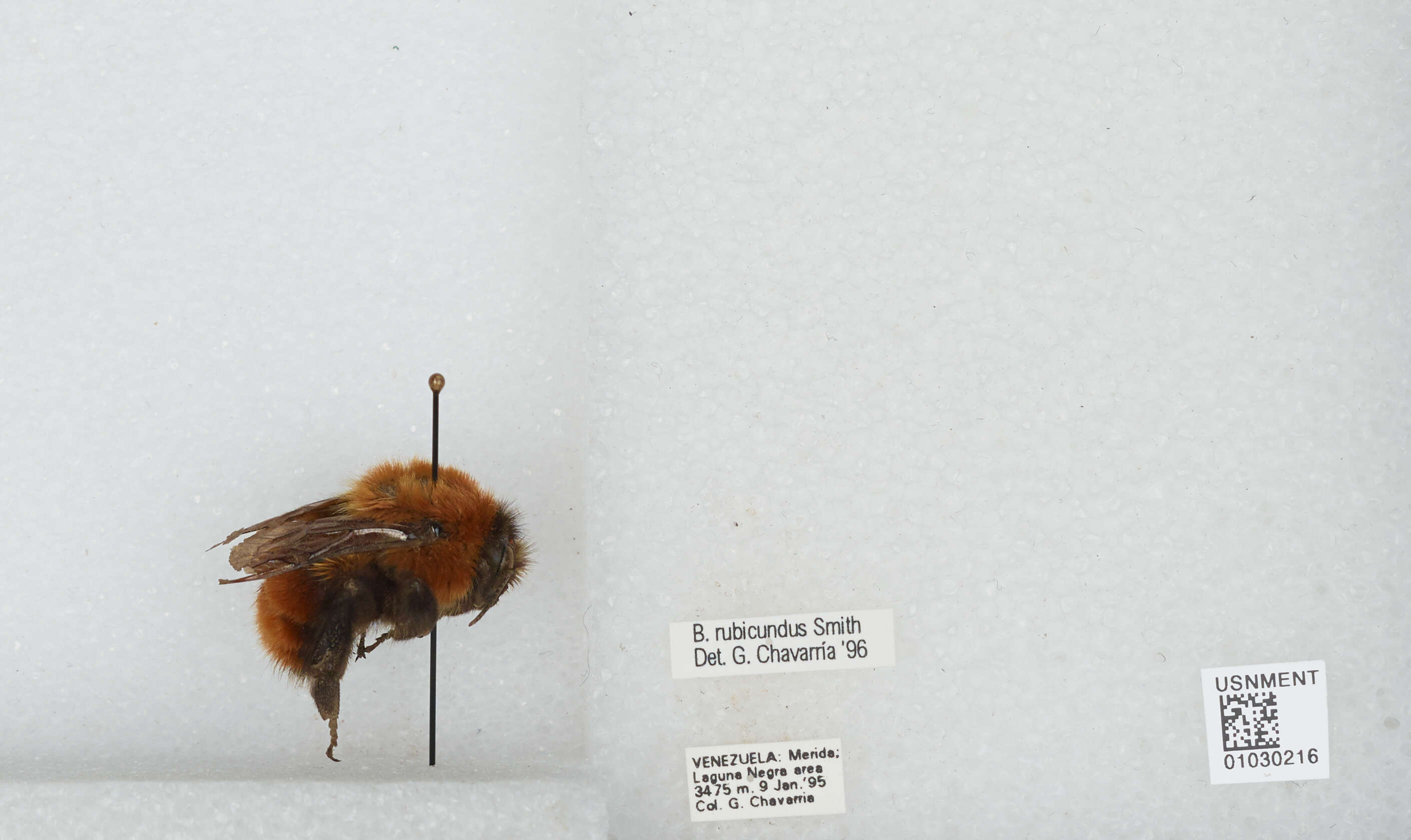 Sivun Bombus rubicundus Smith 1854 kuva