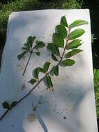 Image of Black Haw Viburnum