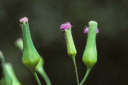 Image of lilac tasselflower