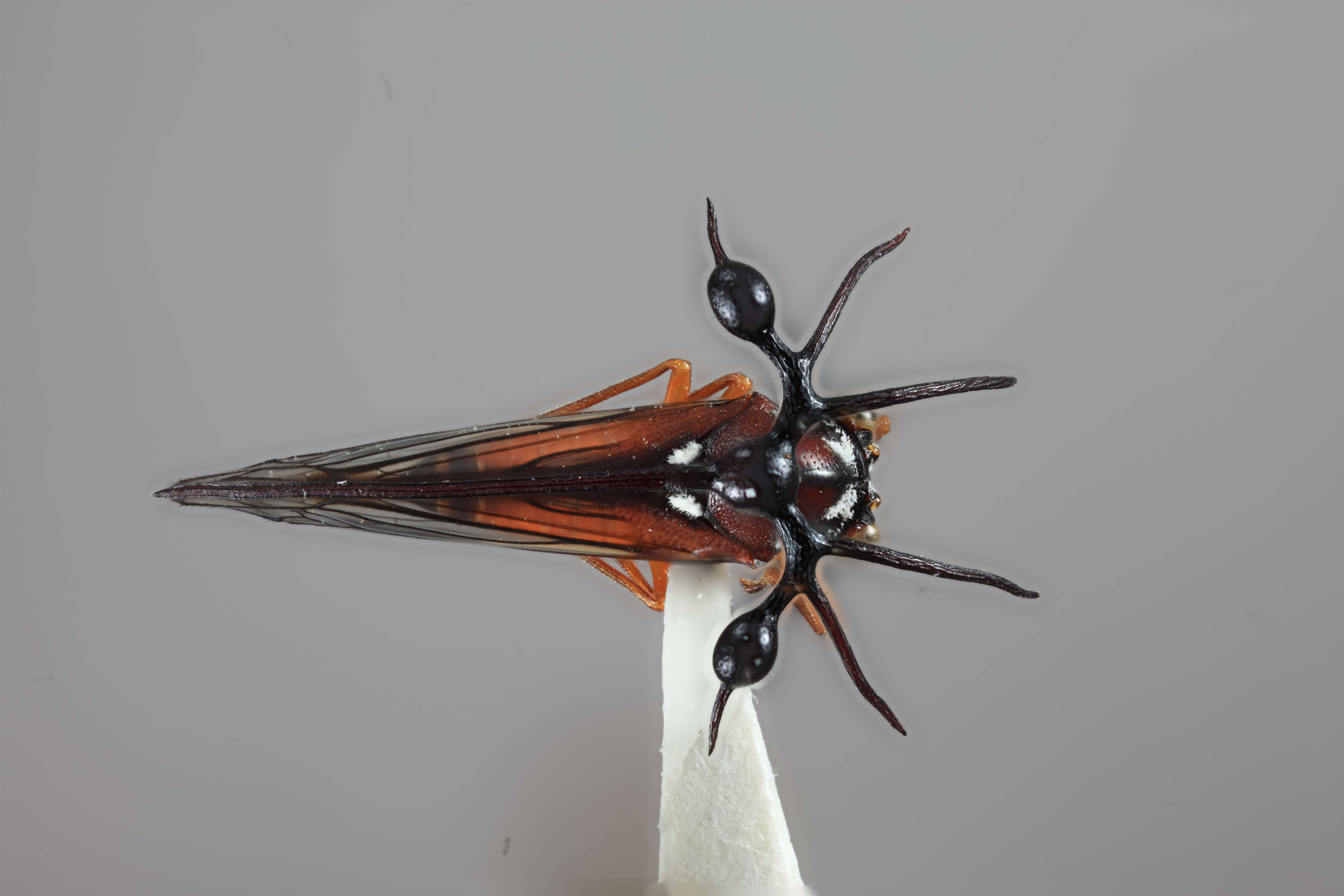 Image of Umbelligerus stockwelli Flynn