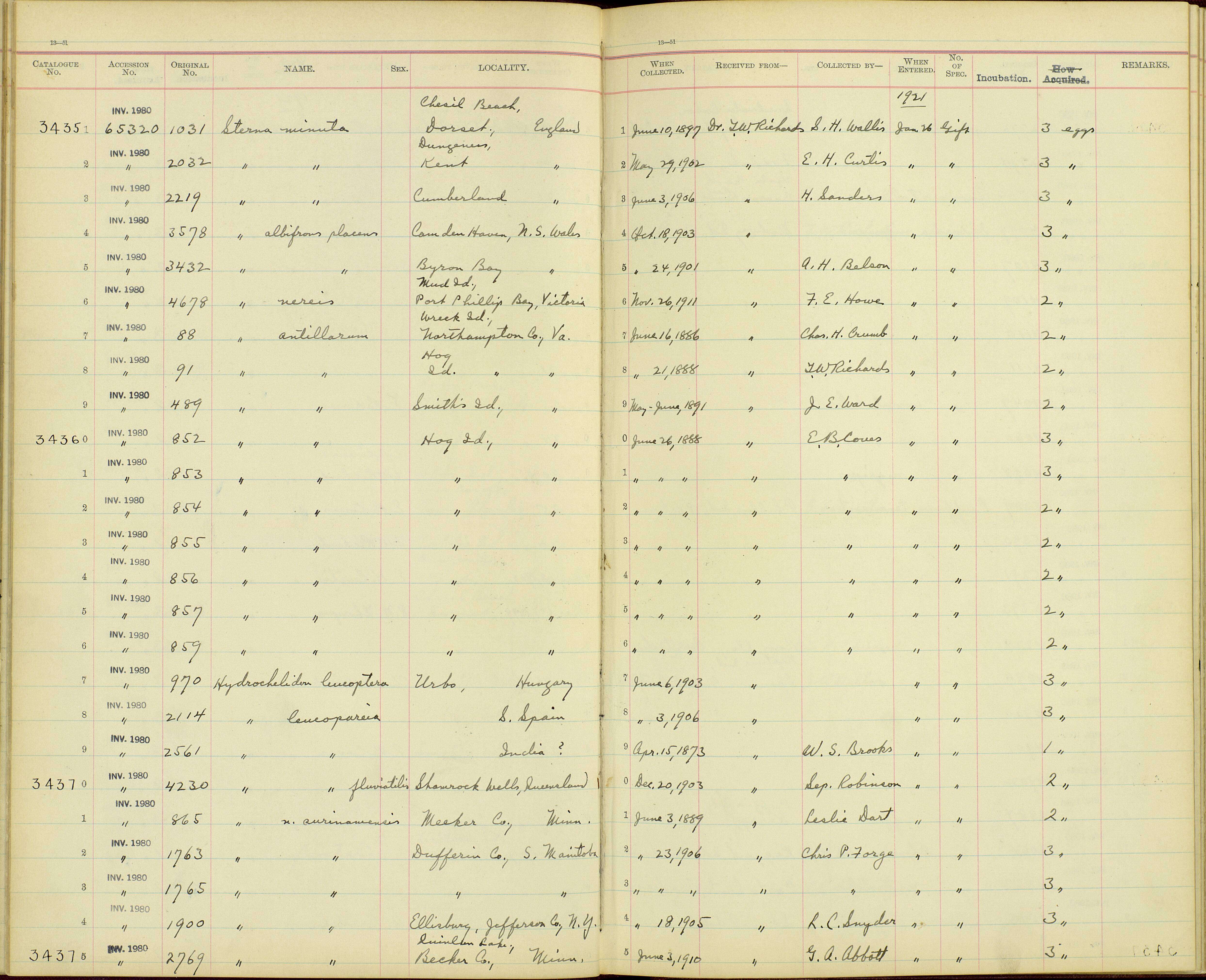 Image de <i>Sterna antillarum</i>