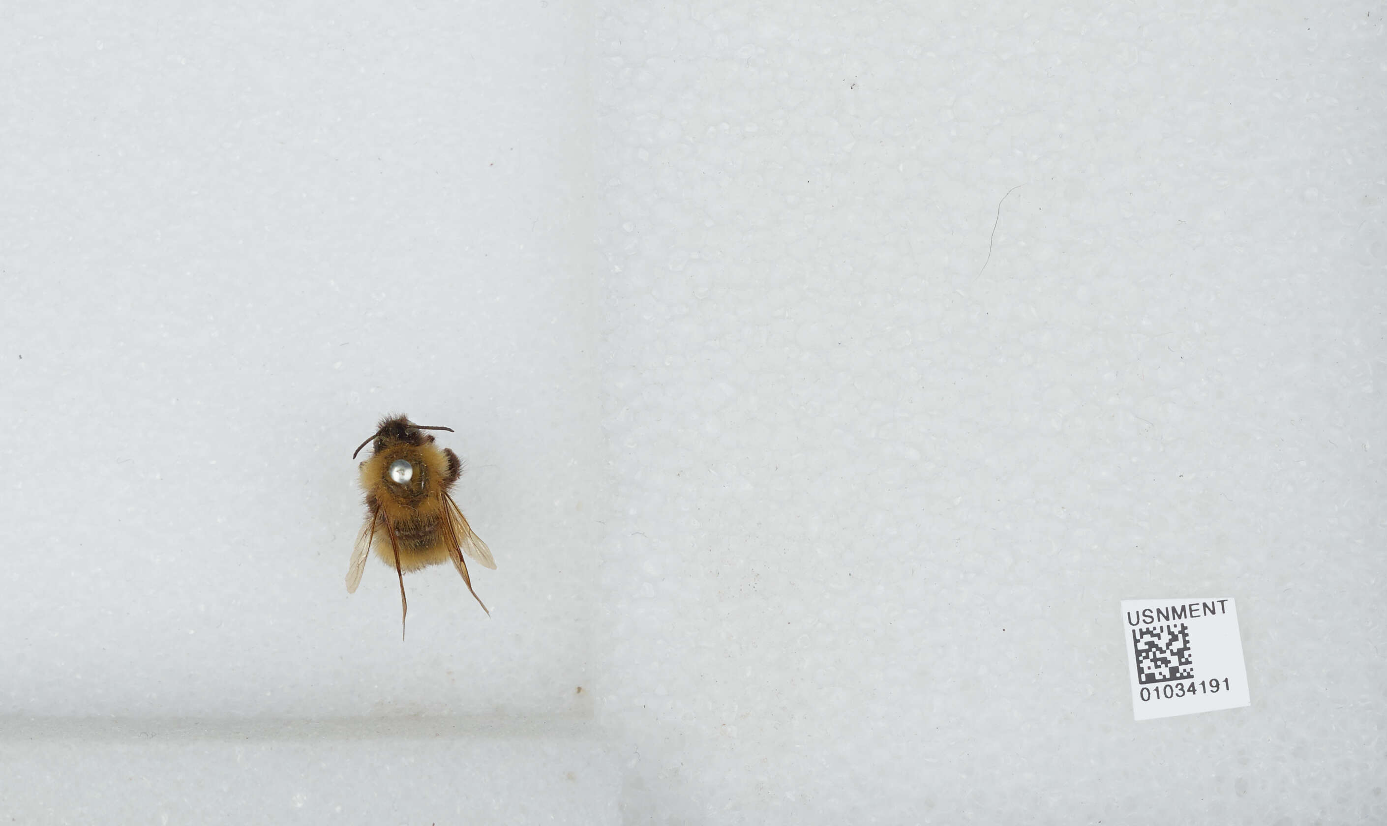 Image of Confusing Bumblebee