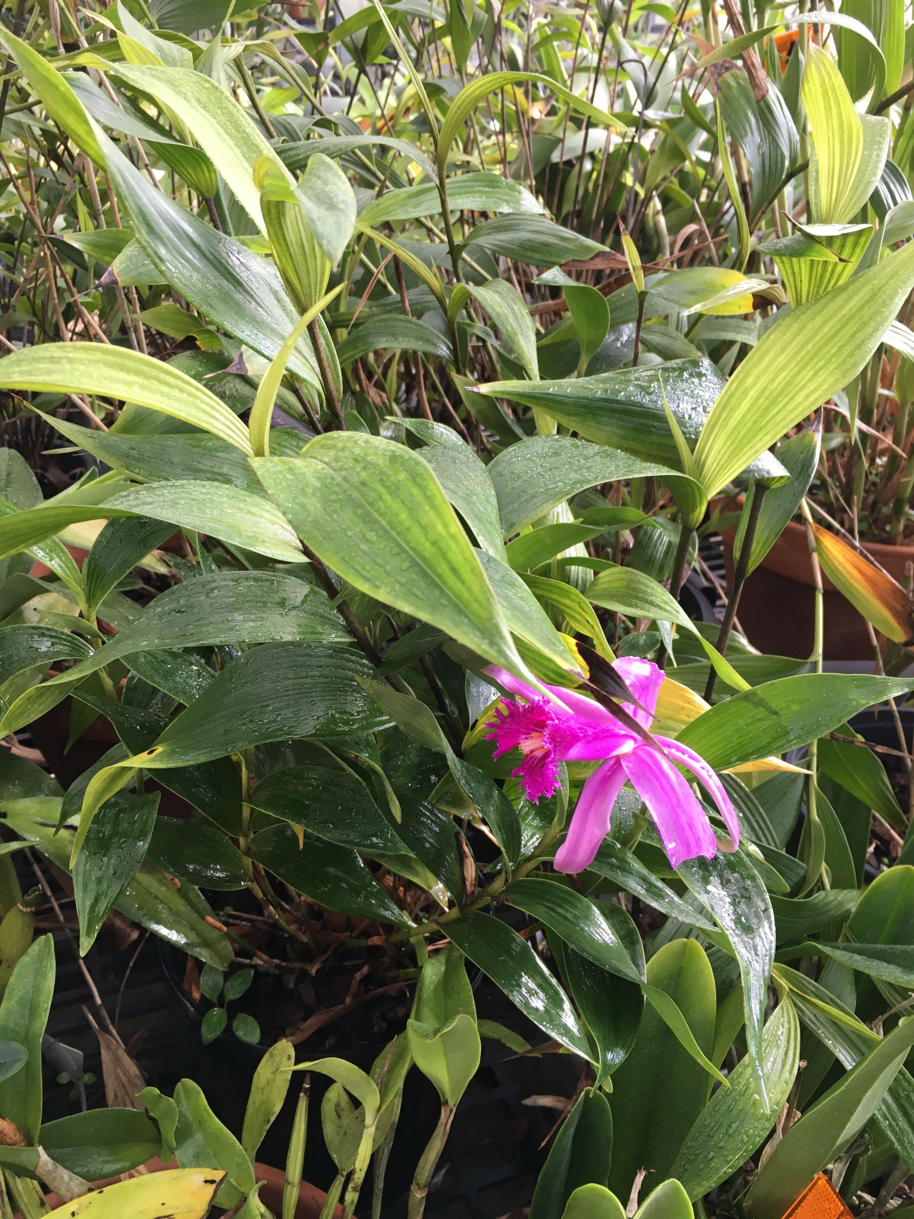 Image of Sobralia wilsoniana Rolfe