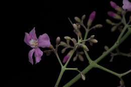 Image of Fridericia floribunda (Kunth) L. G. Lohmann