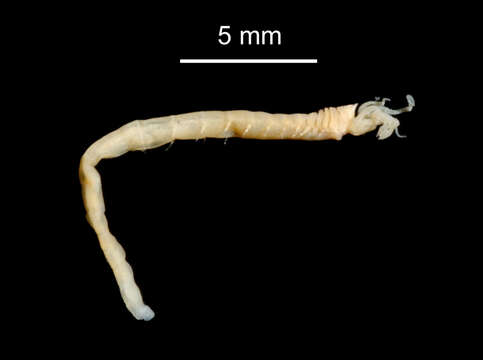 Eusamythella sexdentata (Hartman 1967) resmi