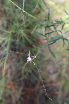 Imagem de Desmodium tenuifolium Torr. & A. Gray