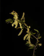 Image of Vachellia pringlei (Rose) Seigler & Ebinger