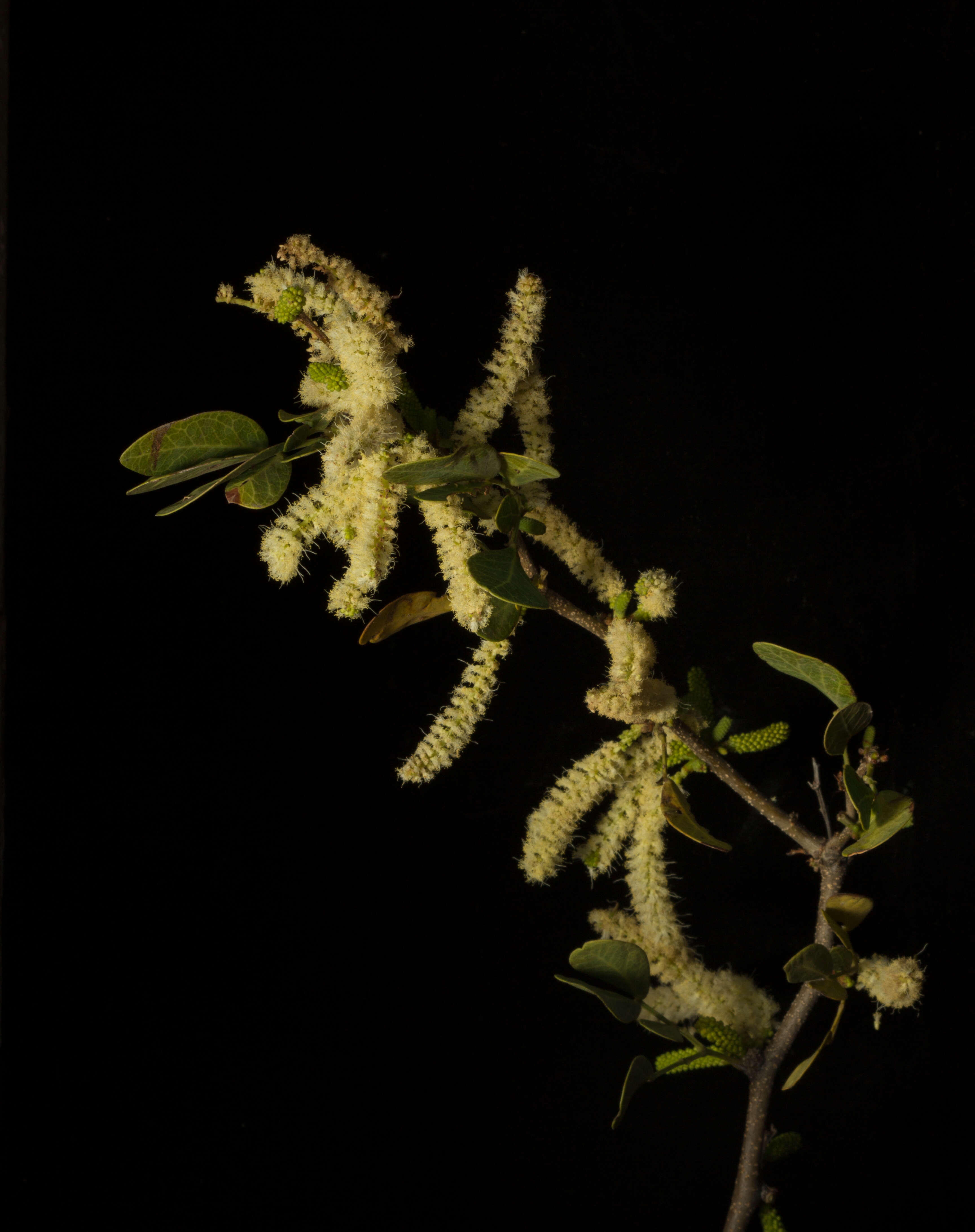 Image of Vachellia pringlei (Rose) Seigler & Ebinger