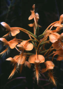 Image of Yellow fringed orchid