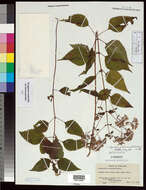 Image de Ageratina altissima (L.) R. King & H. Rob.