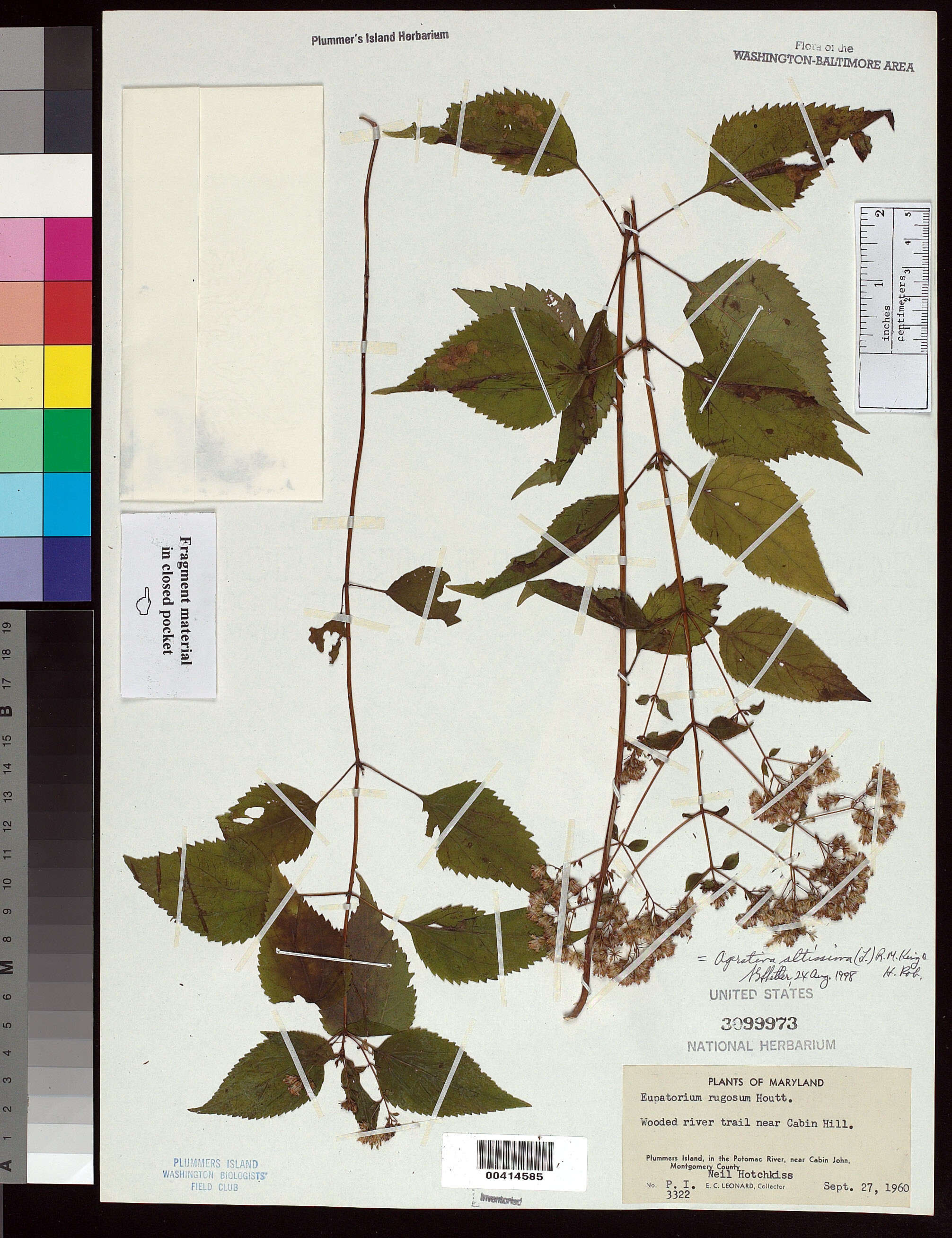 Imagem de Ageratina altissima (L.) R. King & H. Rob.