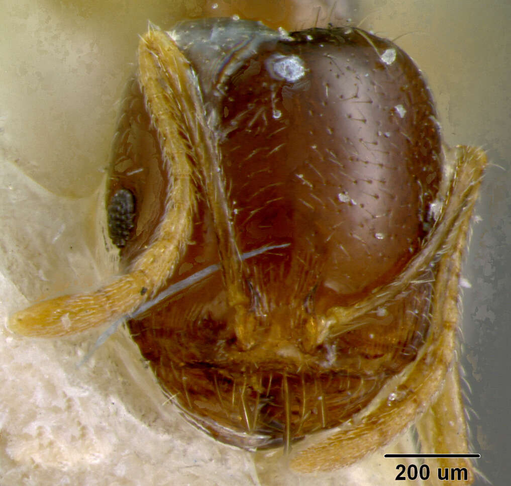 Image of Monomorium dentigerum (Roger 1862)