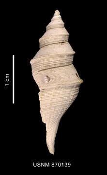 Image of Aforia goniodes (R. B. Watson 1881)