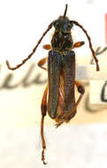 Sivun Callimus (Lampropterus) cyanipennis (Le Conte 1873) kuva