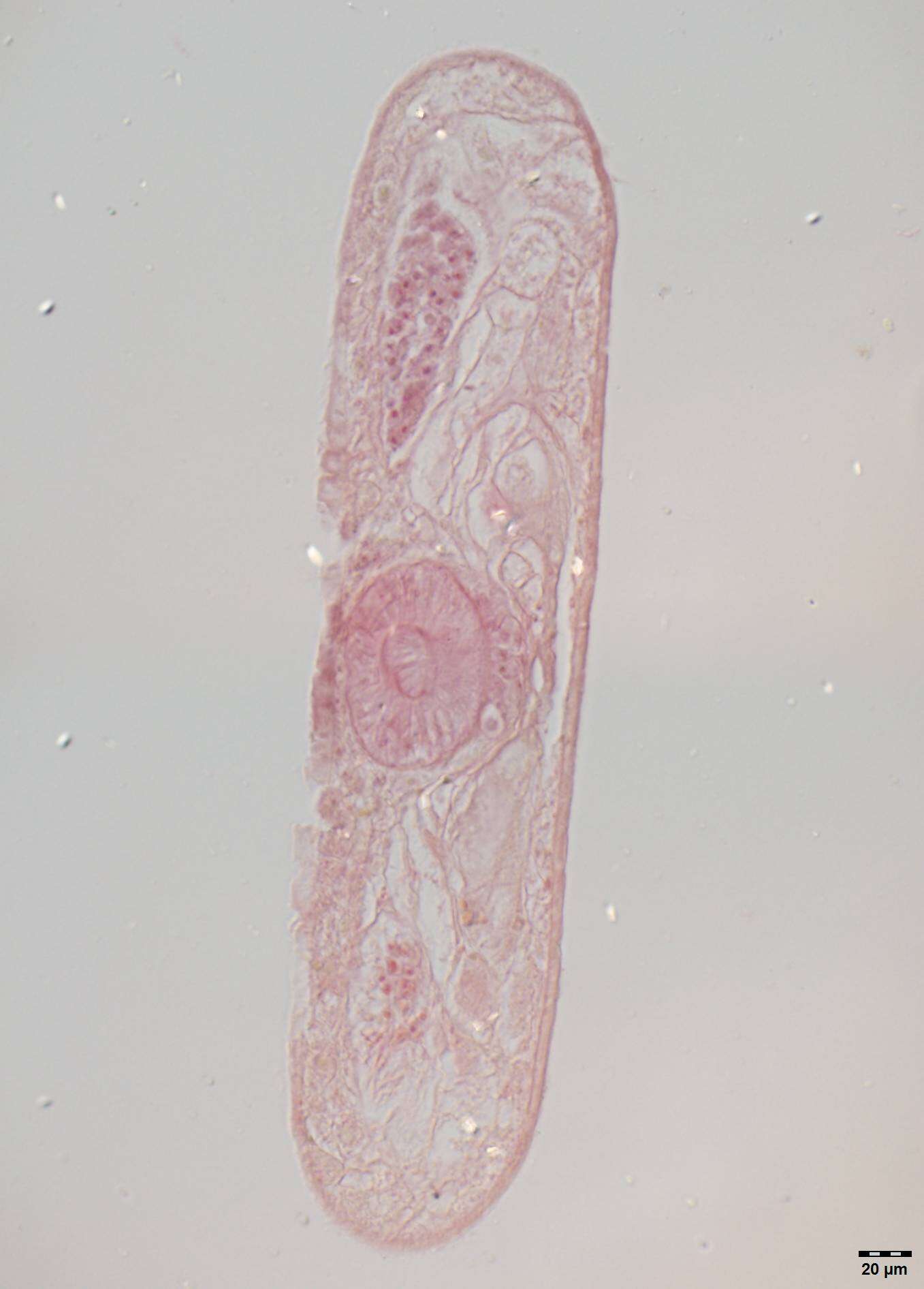 Image of Syndesmis