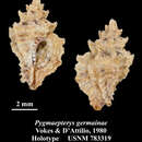 Image of Pygmaepterys germainae E. H. Vokes & D' Attilio 1980