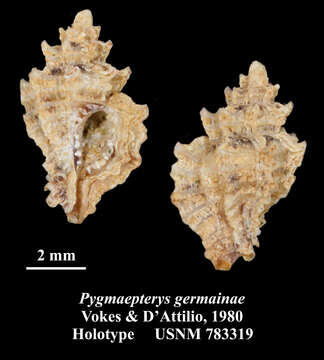 Image of Pygmaepterys germainae E. H. Vokes & D' Attilio 1980