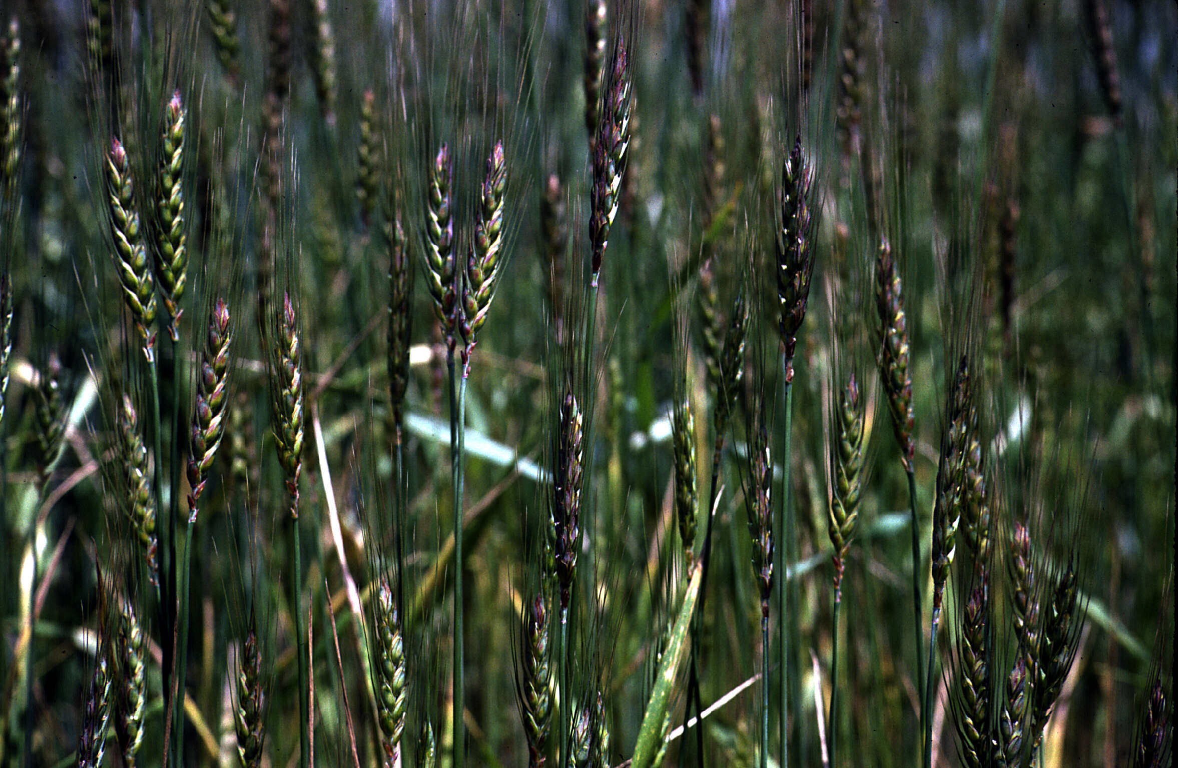 Image of Triticum L.