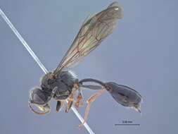 Image of Crossocerus tanoi Tsuneki 1968