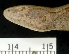 Image of Mount Orizaba Alligator Lizard