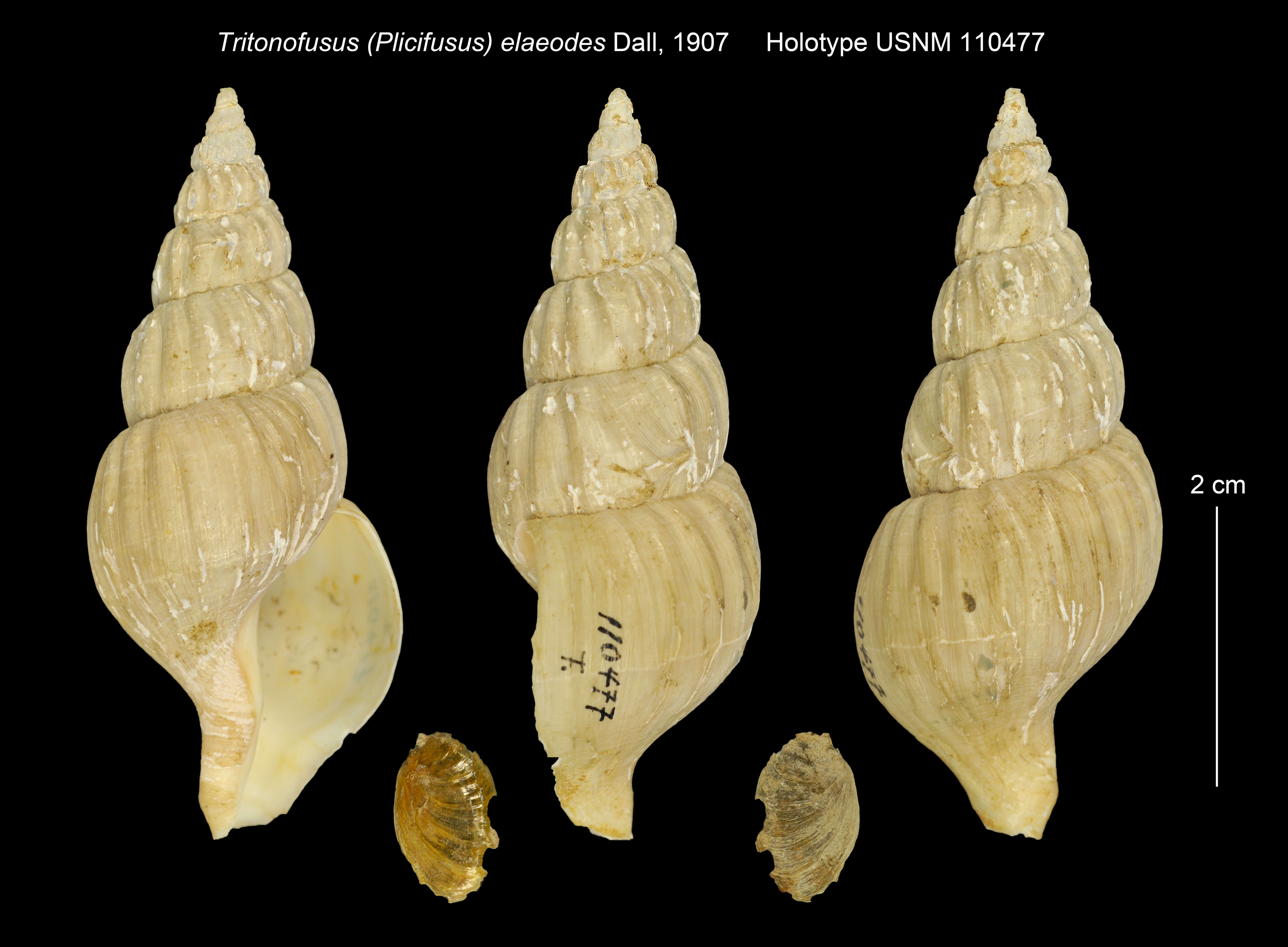 Sivun Plicifusus elaeodes (Dall 1907) kuva