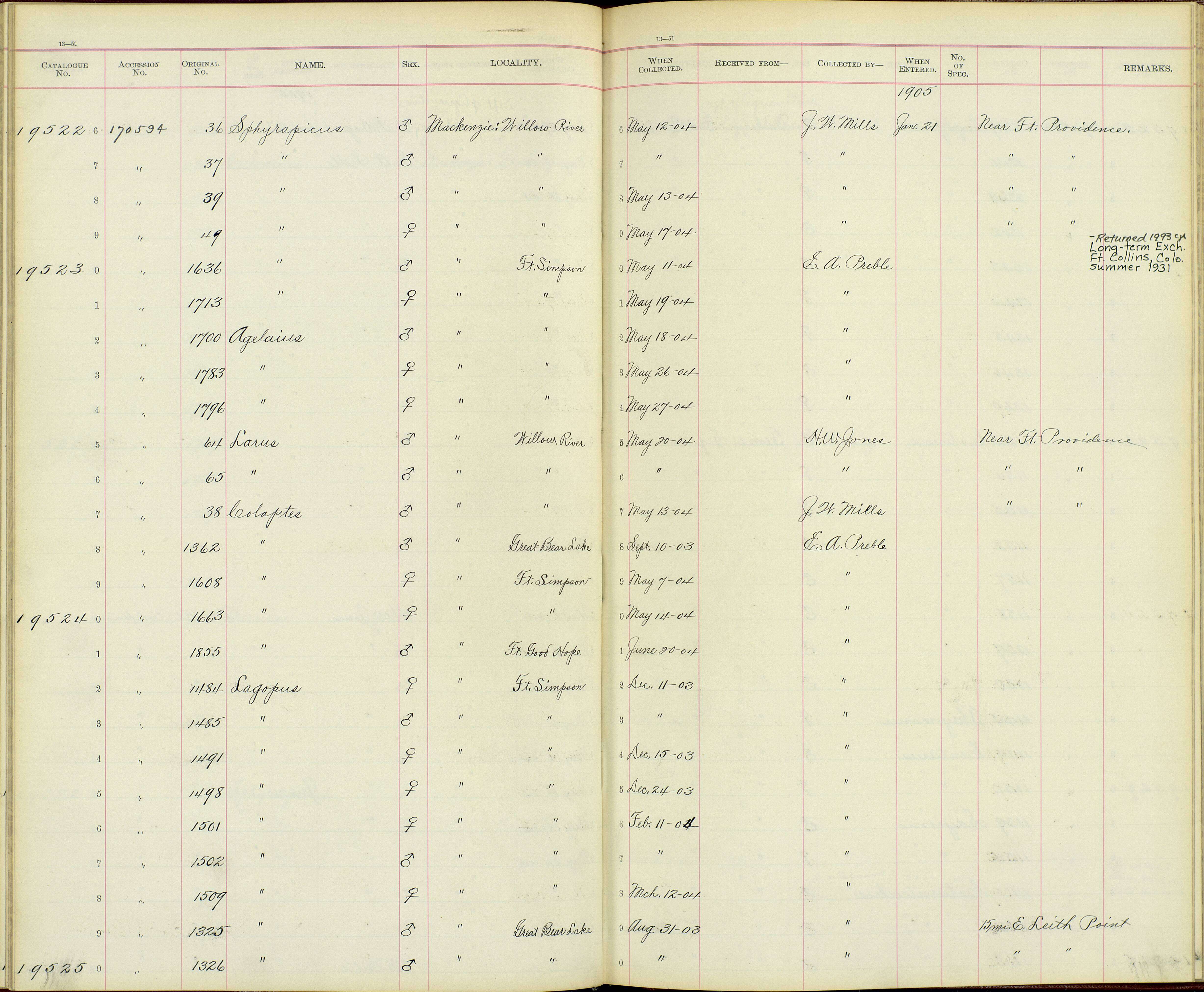 Image of Colaptes auratus luteus Bangs 1898