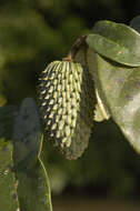 Image of Annona glauca Schumach. & Thonn.