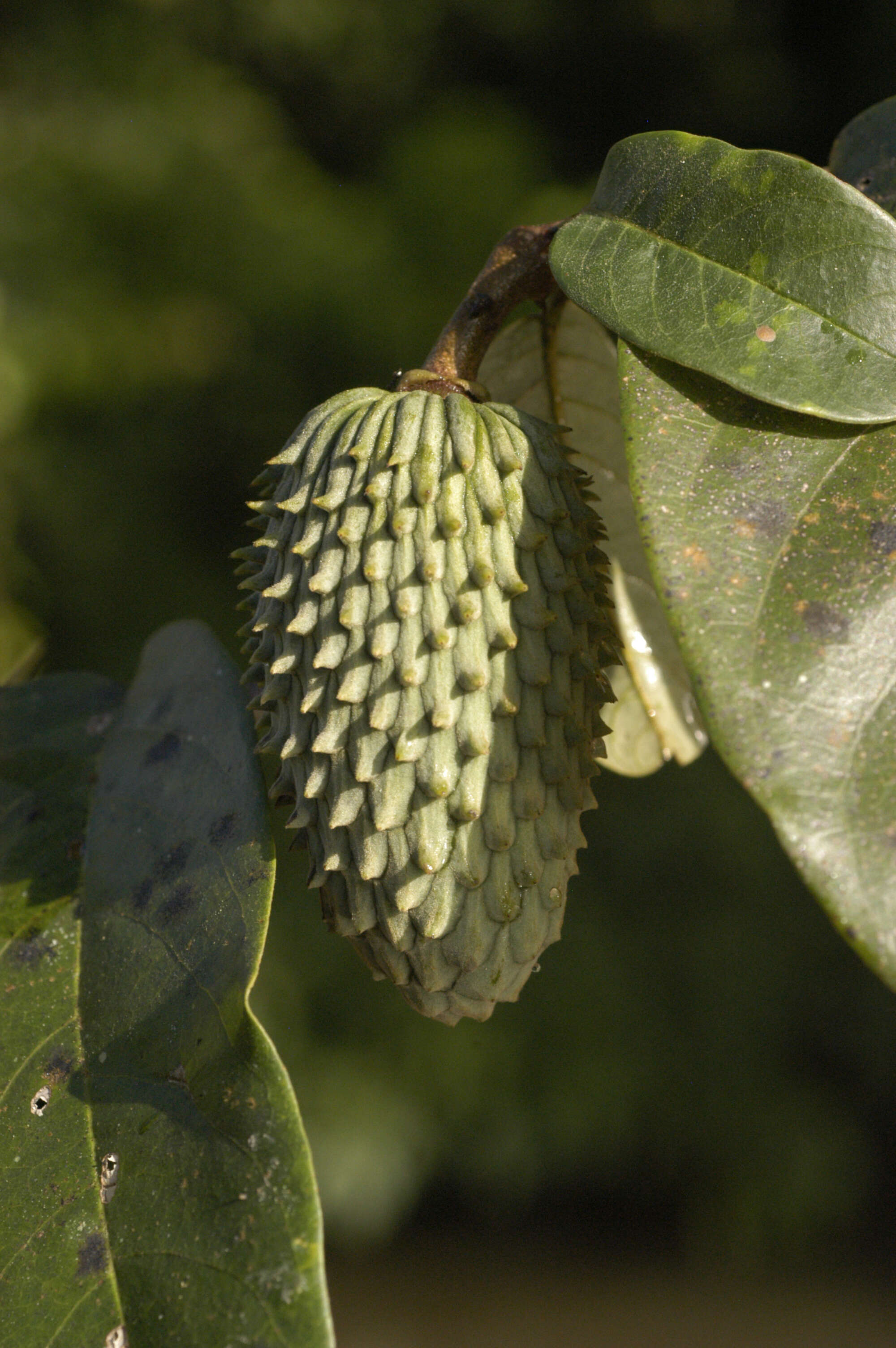 Image of Annona glauca Schumach. & Thonn.