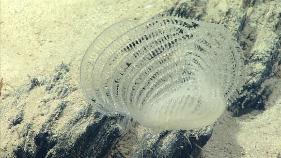 Image of Lyre Coral