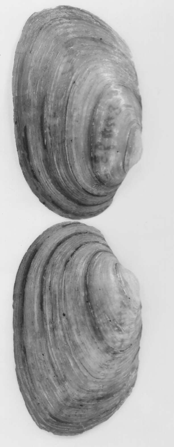 Image of Anodonta dallasiana I. Lea 1863