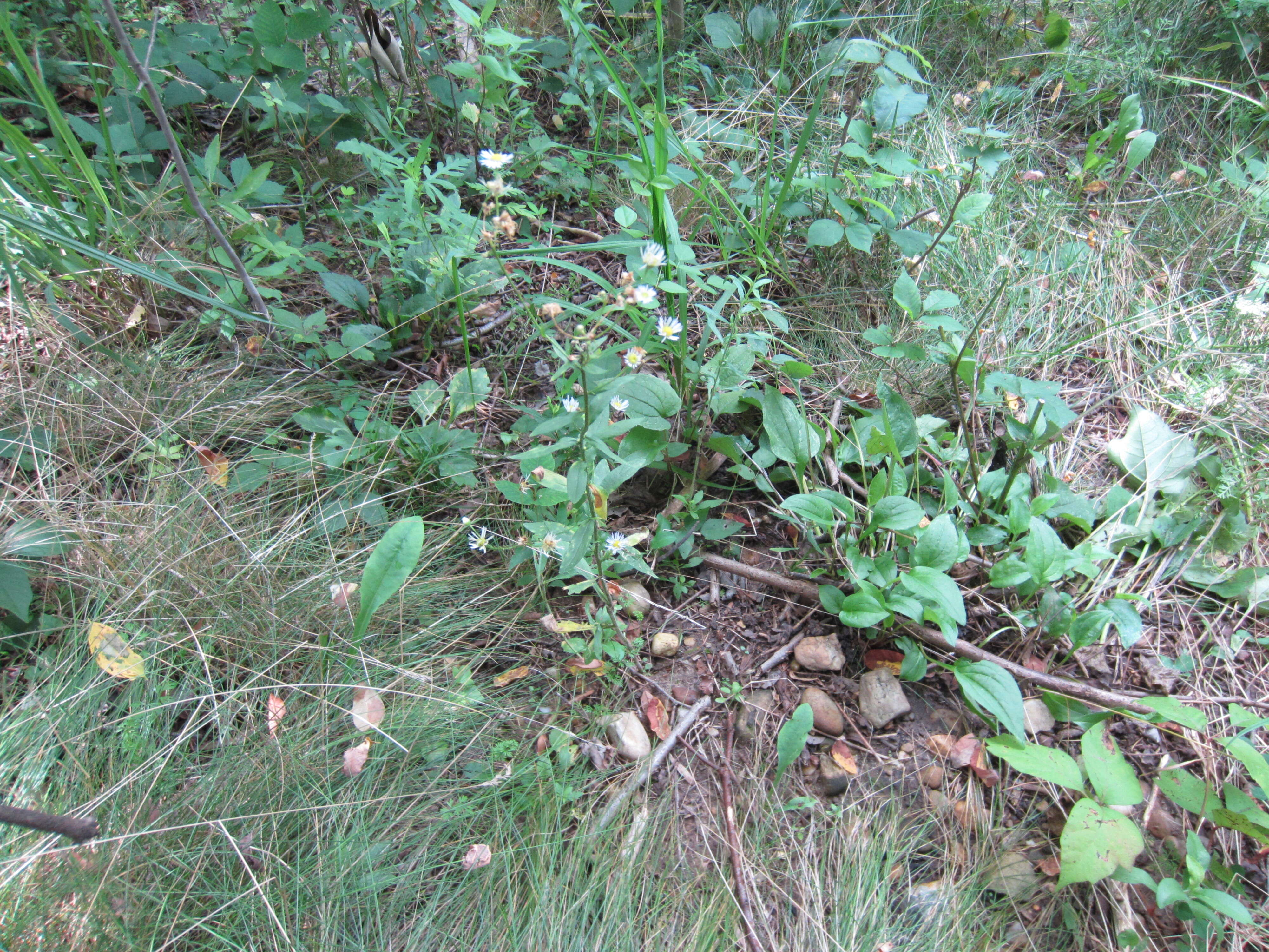 Image of eastern daisy fleabane