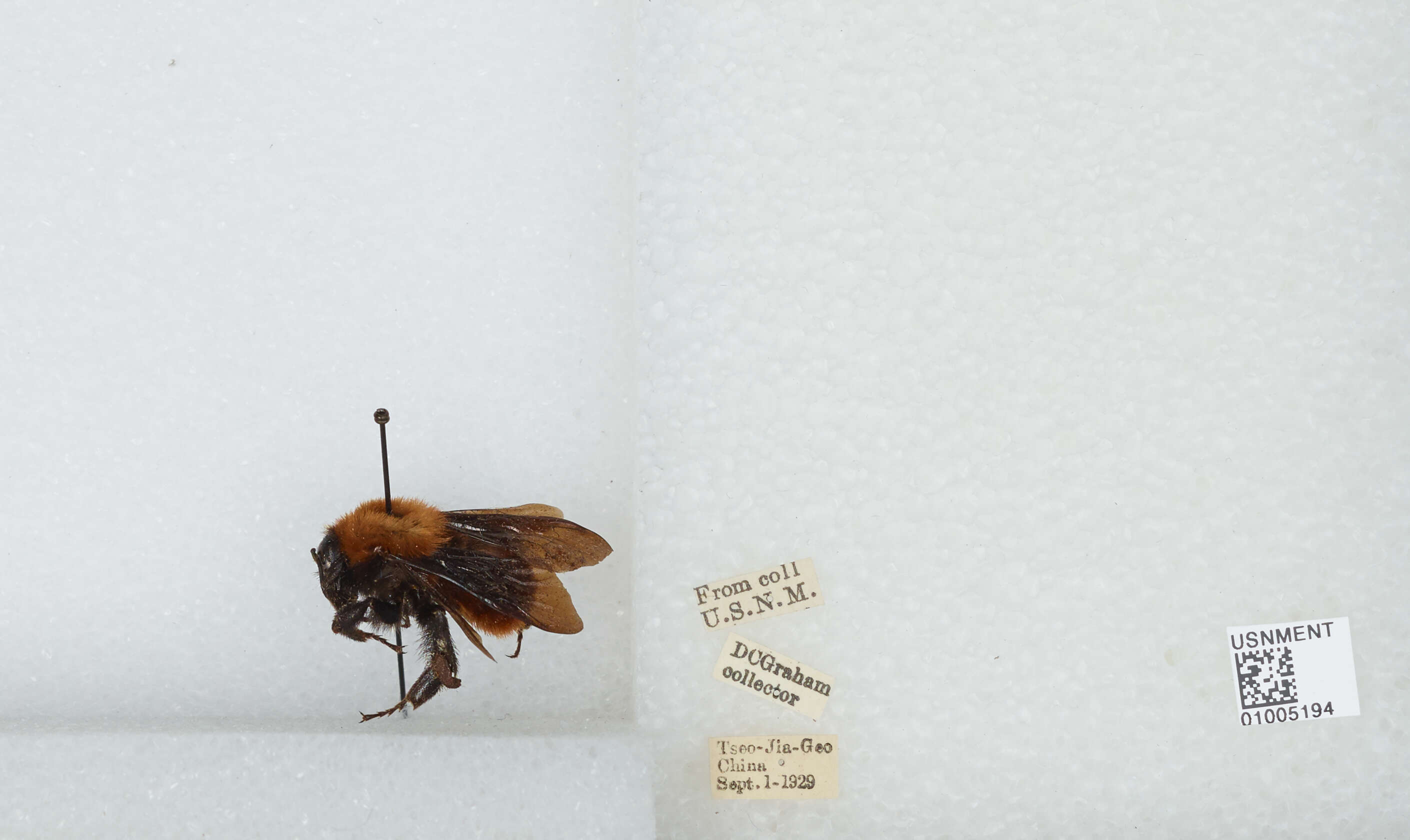 Image of Bombus atripes Smith 1852