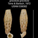 Imagem de Tetrentodon gravidulus gravidulus C. de la Torre & Bartsch 1972