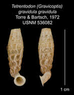Image of Tetrentodon gravidulus gravidulus C. de la Torre & Bartsch 1972