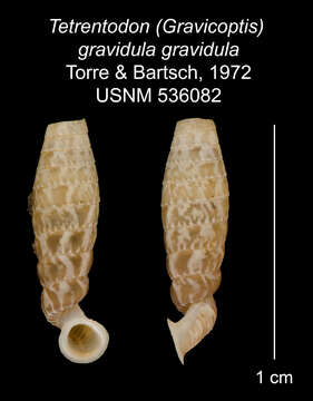 Imagem de Tetrentodon gravidulus gravidulus C. de la Torre & Bartsch 1972