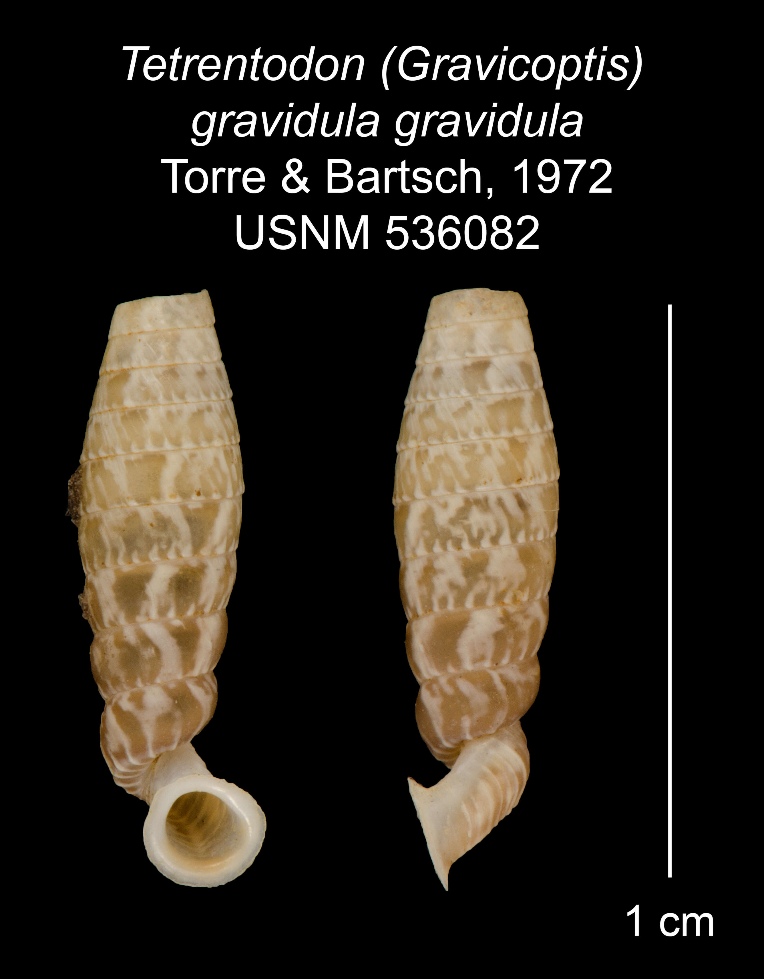 Image of Tetrentodon gravidulus gravidulus C. de la Torre & Bartsch 1972