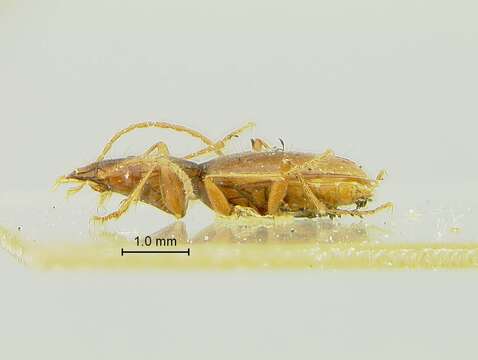 Pseudanophthalmus cumberlandus Valentine 1937 resmi