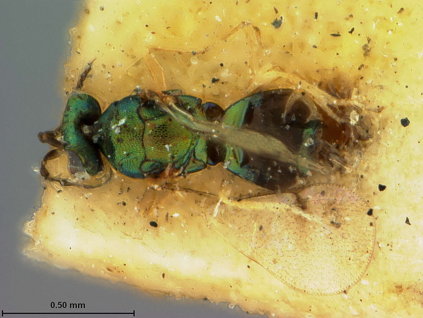 Chrysocharis auratus (Ashmead 1887)的圖片