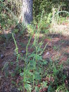 Image of annual ragweed