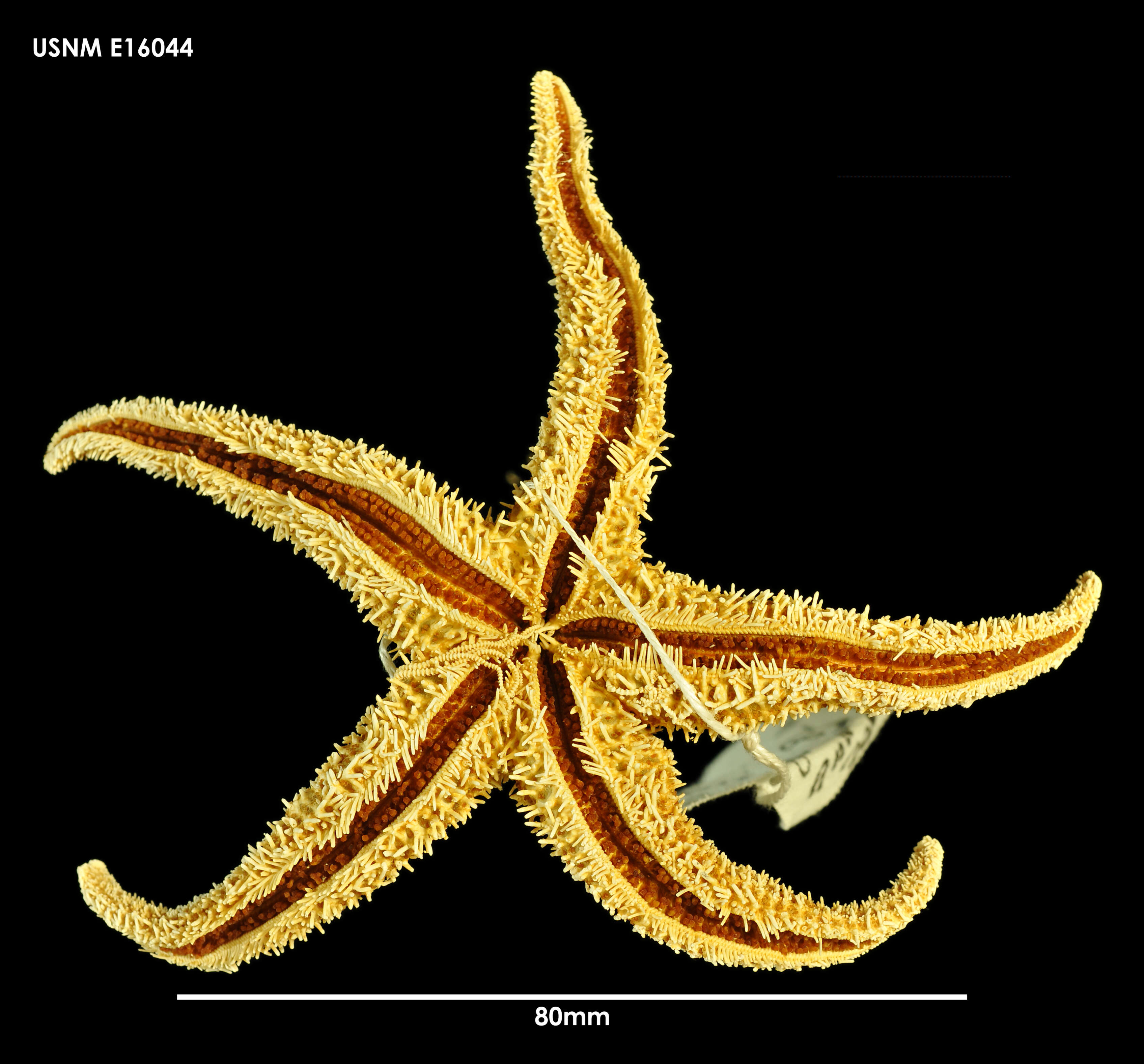 Image of Anasterias pedicellaris (Koehler 1923)