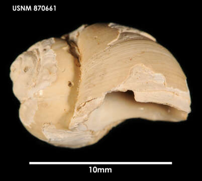 Image of Friginatica amphiala (R. B. Watson 1881)