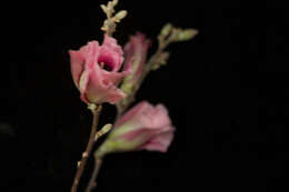 Image of Gossypium aridum (Rose & Standl.) Skovsted