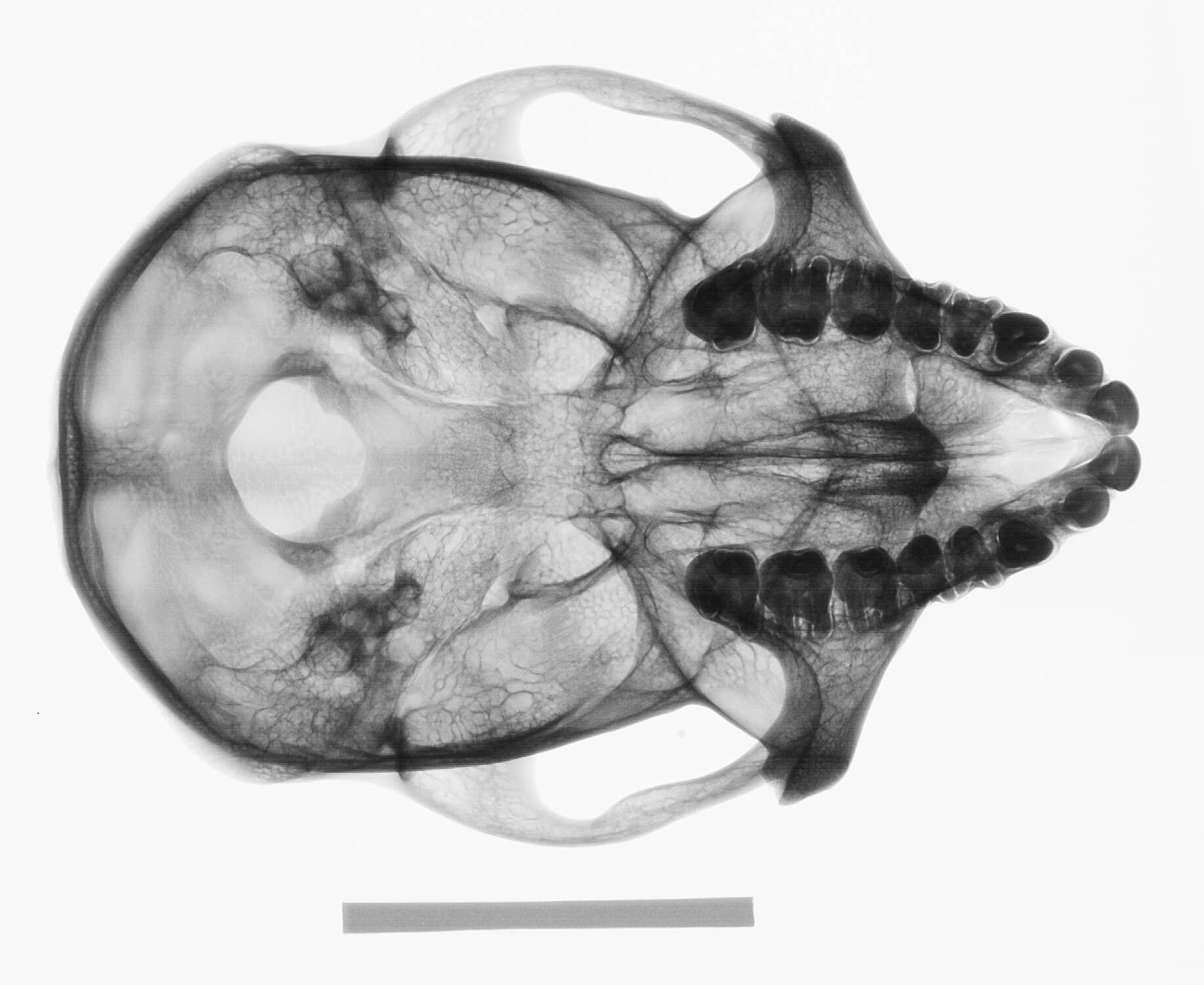 Слика од Macaca cyclopis (Swinhoe 1863)