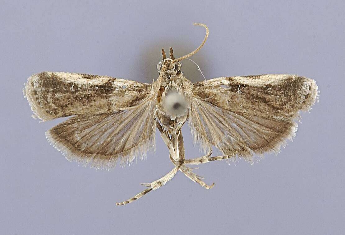 Image of Laetilia portoricensis Dyar 1915