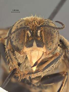 Image of Bembix liberiensis J. Parker 1929